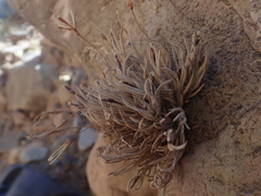 Tillandsia capillaris