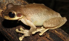 Cayenne Slender-Legged Treefrog photo 4