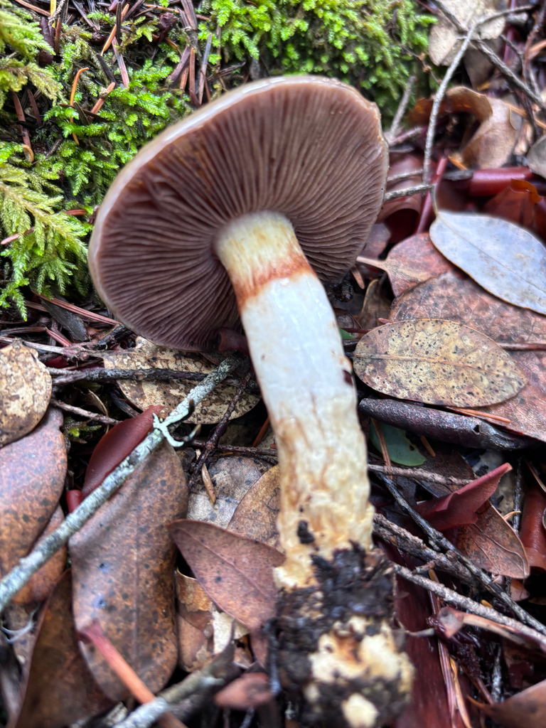 Cortinarius glutinosoarmillatus · November 2025 · photo: © reago (iNaturalist, cc-by)