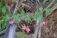 Maurandya antirrhiniflora