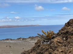 Brachycereus nesioticus