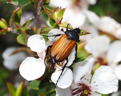 Phyllotocus rufipennis