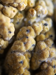 Cercidospora caudata