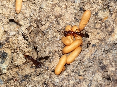 Amblyopone australis