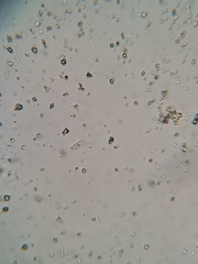 Cercidospora caudata