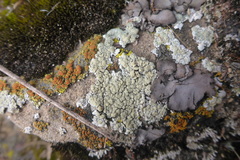 Lecanora valesiaca