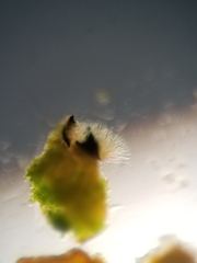 Cercidospora caudata