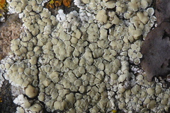 Lecanora valesiaca