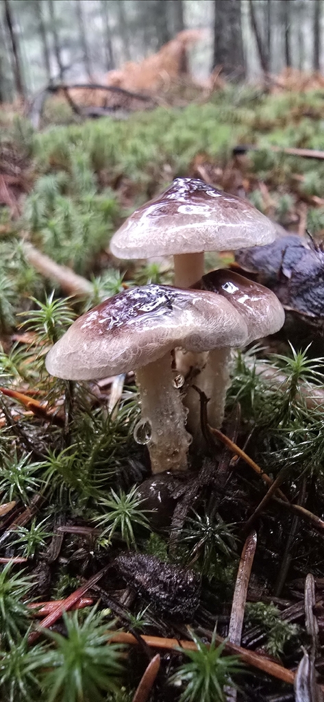 Hebeloma velatum