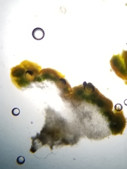 Cercidospora caudata