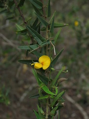 Podolobium aciculiferum