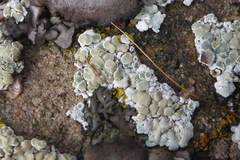 Lecanora valesiaca