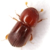 Granulate Ambrosia Beetle - Photo (c) Mike Quinn, Austin, TX, some rights reserved (CC BY-NC), uploaded by Mike Quinn, Austin, TX