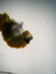 Cercidospora caudata