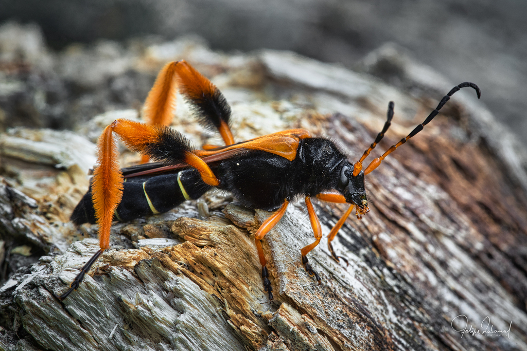 Flower Longhorn Beetles