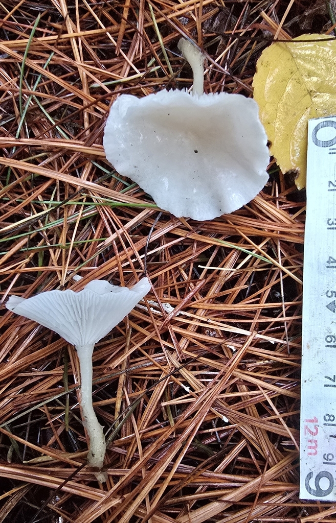 Leucocybe candicans · November 2025 · photo: © leannestacy (iNaturalist, cc0)