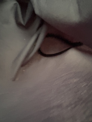 Red-bellied Black Snake sighting