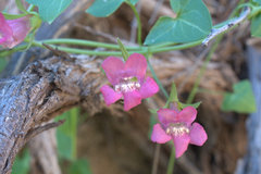 Maurandya antirrhiniflora