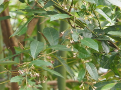 Decaneuropsis gratiosa