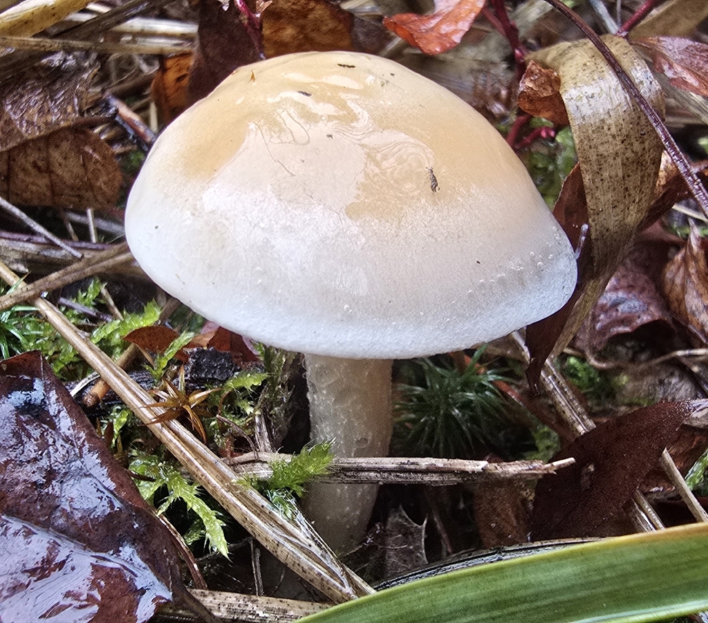 Hebeloma leucosarx