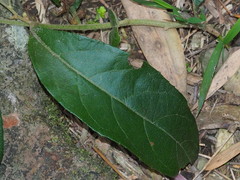 Decaneuropsis gratiosa