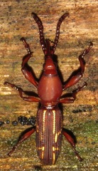 Arrhenodini