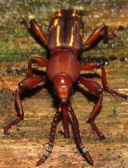 Arrhenodini