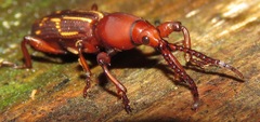 Arrhenodini