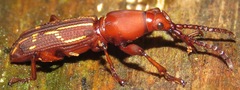 Arrhenodini
