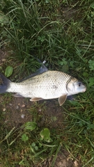 Carpiodes cyprinus