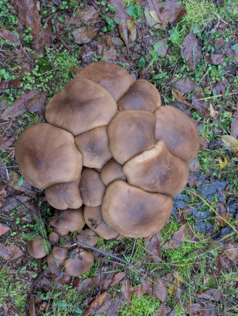 Lyophyllum decastes · November 2025 · photo: © drew_meyer (iNaturalist, cc0)