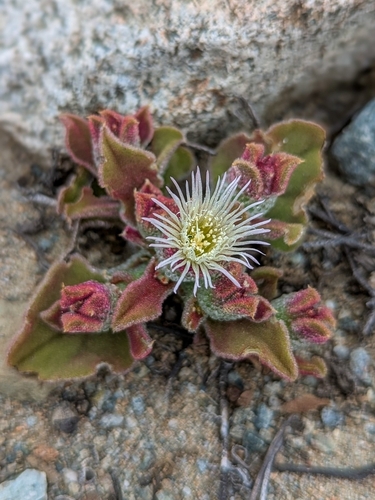 Mesembryanthemum crystallinum
