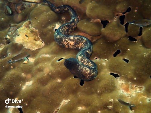 Gymnothorax longinquus