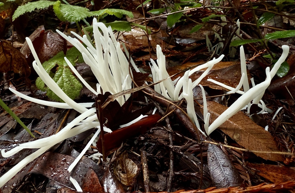 Clavaria fragilis · November 2025 · photo: © hllrnnr (iNaturalist, cc0)