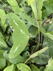 Passiflora colinvauxii