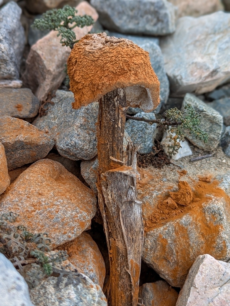 Battarrea phalloides · November 2025 · photo: © amigodelaniebla (iNaturalist, cc-by)
