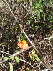 Adenophyllum aurantium