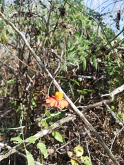 Adenophyllum aurantium