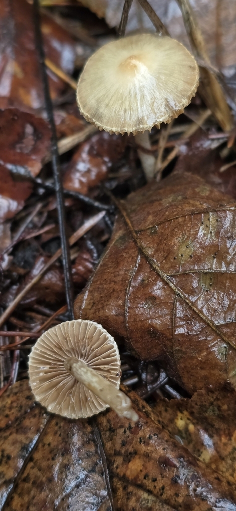 Inocybe sp. 'pallidicremea-PNW03' · November 2025 · photo: © leannestacy (iNaturalist, cc0)