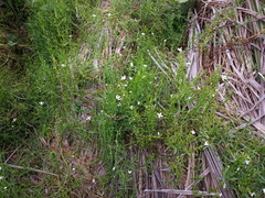 Arenaria paludicola