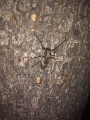 Aegomorphus jaspideus
