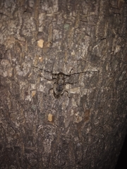 Aegomorphus jaspideus