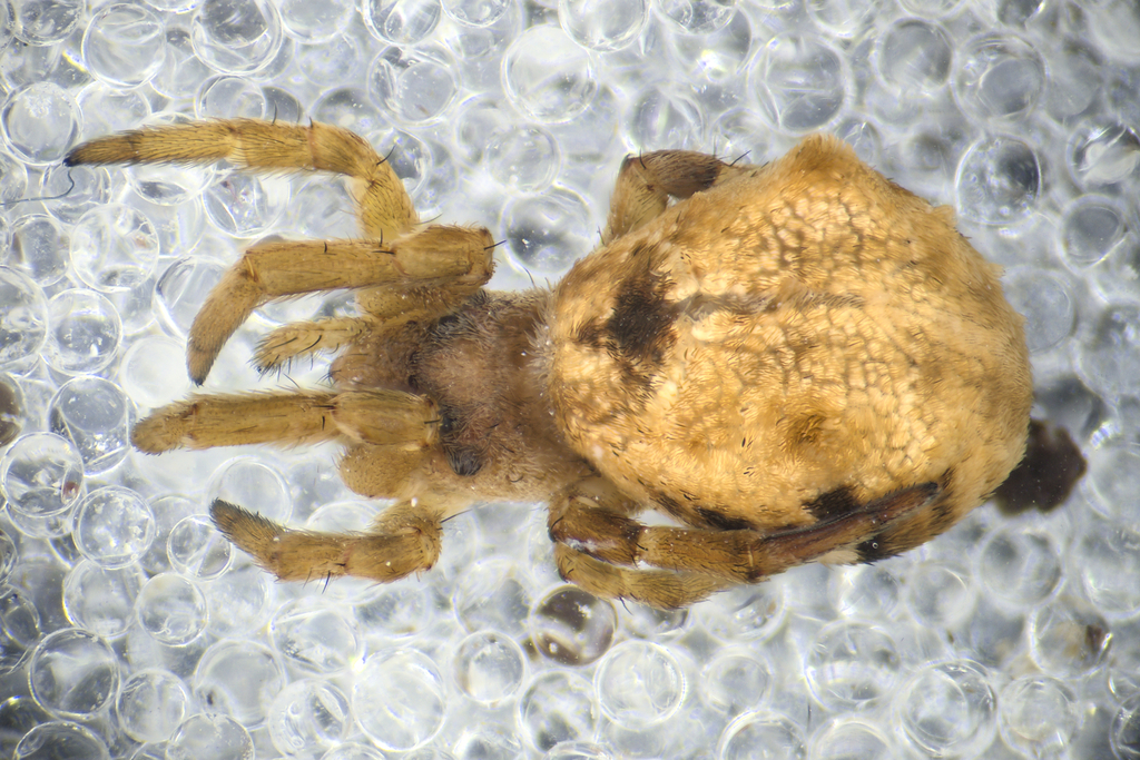 Hyptiotes flavidus