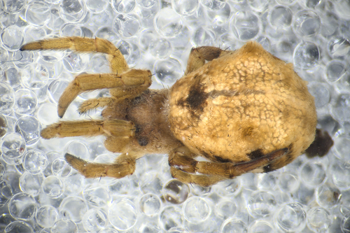 Hyptiotes flavidus