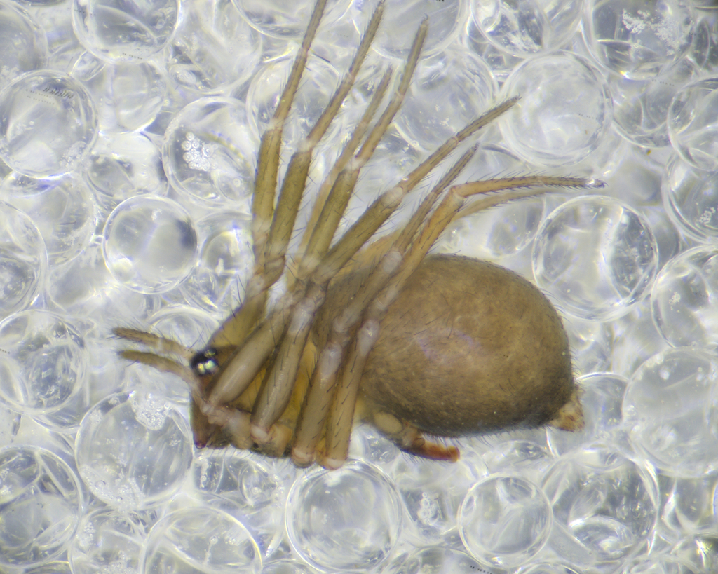 Sintula corniger