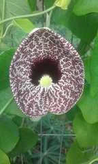 Aristolochia