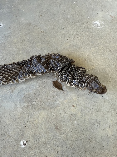 Red-bellied Black Snake sighting
