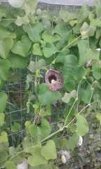 Aristolochia