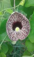 Aristolochia