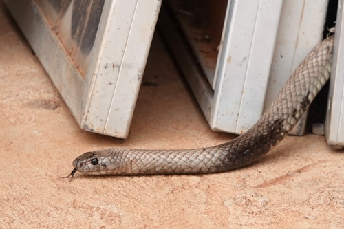 Strap-Snouted Brown Snake sighting